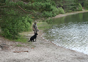 labrador træning - panther