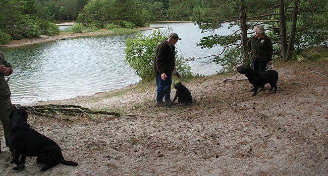 labrador træning - panther