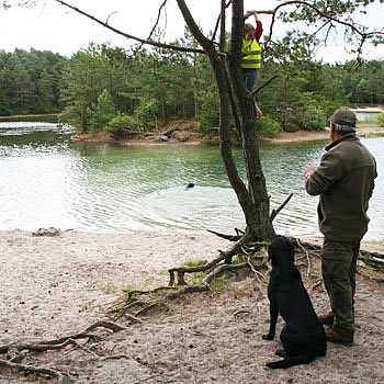 labrador træning - panther