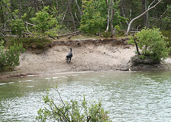 labrador træning - panther