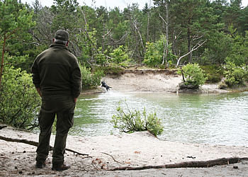 labrador træning - pantherlabrador træning - pantherlabrador træning - pantherlabrador træning - panther