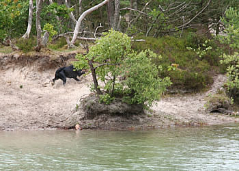 labrador træning - panther