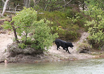 labrador træning - panther