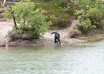 labrador træning - panther