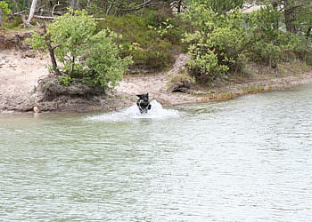 labrador træning - panther