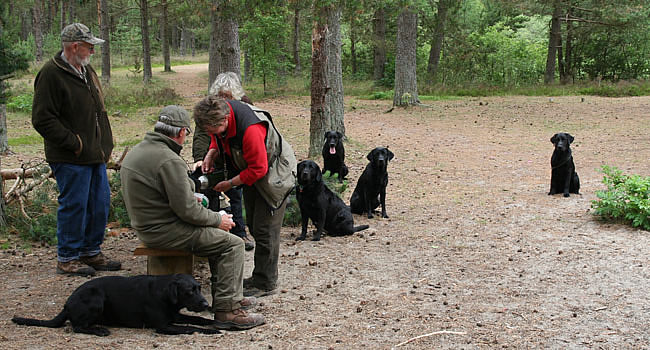 labrador træning - panther