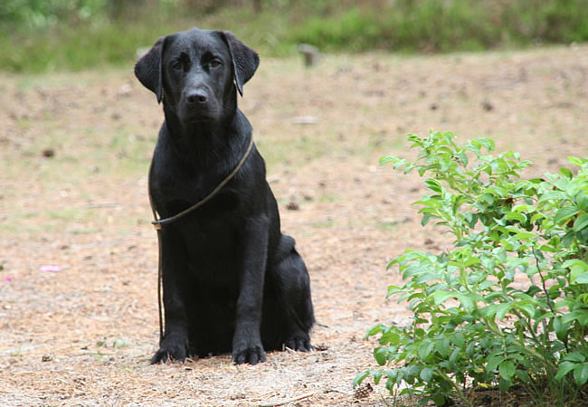 labrador træning - panther