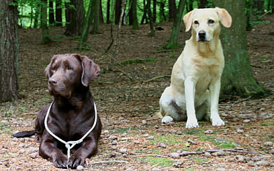 labradortræning