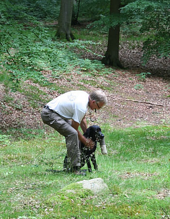 labradortræning