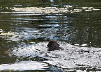 040910-raceledelsen-kvalifikationsprove