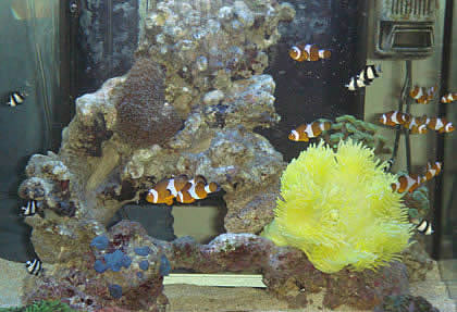 NVN akvarieudstilling