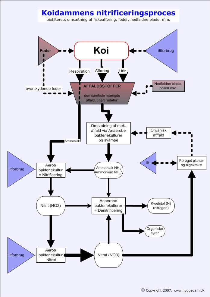 nitrificerings-cyklus
