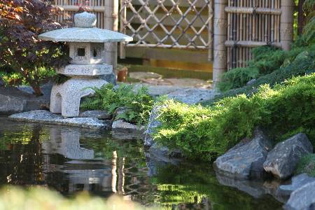 japansk have, koidam med yukimi