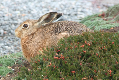 hare