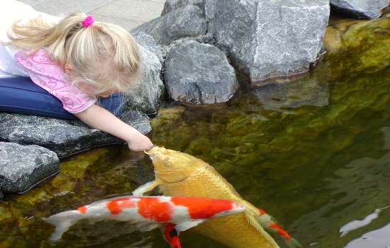 barnebarn og sutte koi