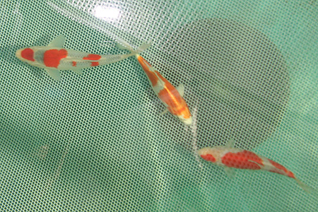 flydenet koi