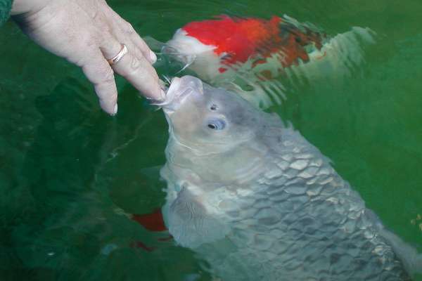 hndtam koi - soragoi