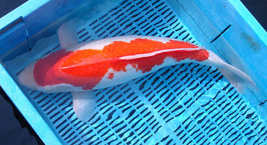 koi