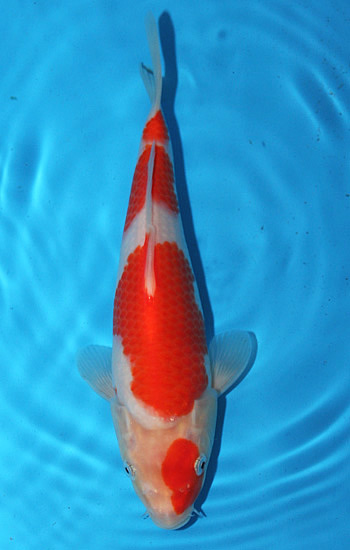 takigawa kohaku