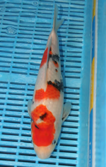 momotaro showa 30 cm