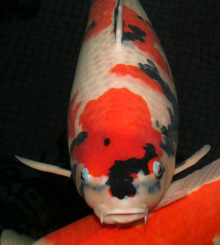 glade koi