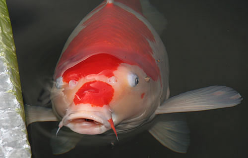 Matsue kohaku