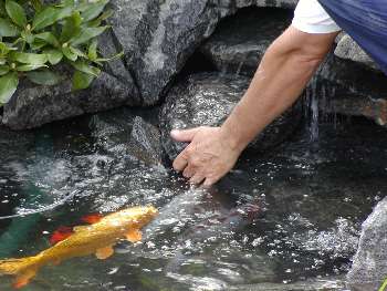 nysgerrig koi goldie selvfølgelig