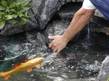 nysgerrig koi goldie selvflgelig