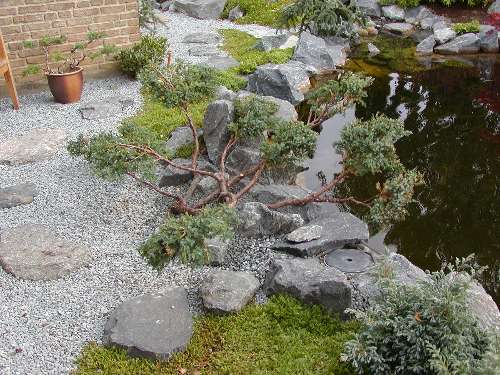krybende enebr klippet til hava bonsai
