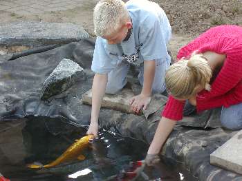 håndtamme koi
