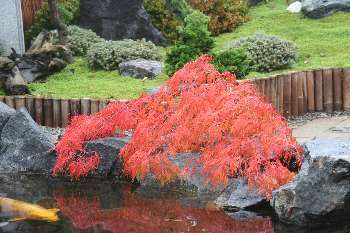 japanske acer i efterrsfarver