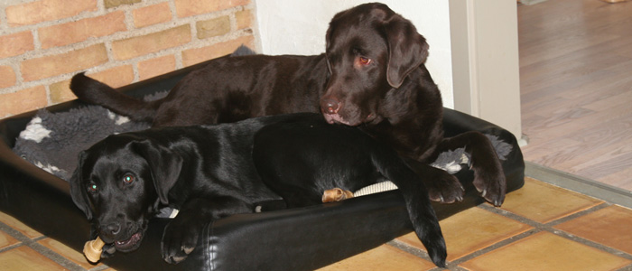 Choko og Panther, marts 2011