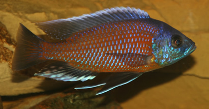 Copadichromis Borleyi Red Fin Kadango