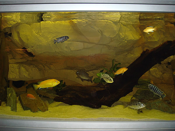 cichlideakvariet