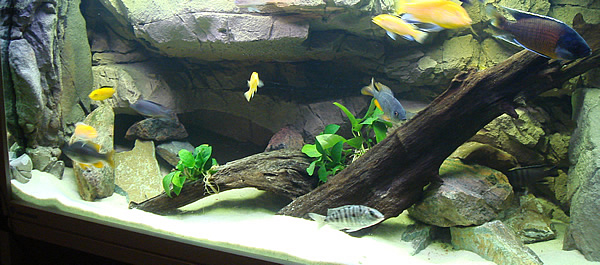 malawi akvariet