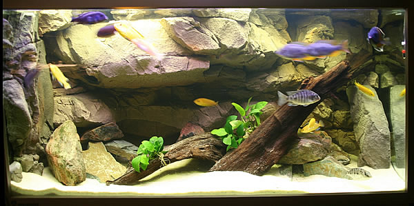 malawi akvariet