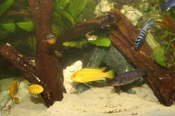 250 liter akvarie