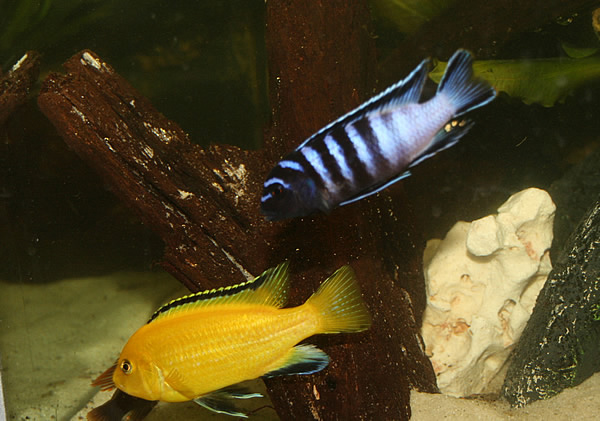 250 liter akvarie