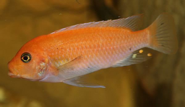 Metriaclima-Estherae-female
