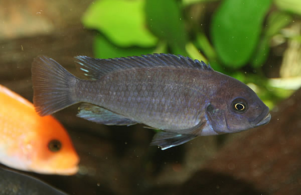 metriaclima-estrherae-male