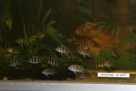 frontosa