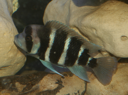 frontosa