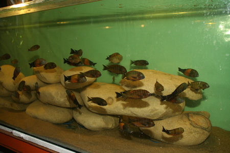 tropheus