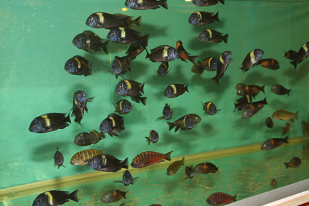 tropheus