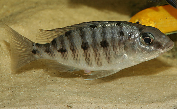 protomelas-steveni-imperial-female