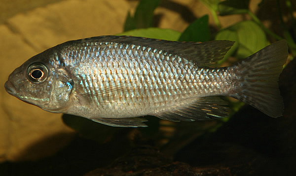 protomelas-steveni-imperial-male