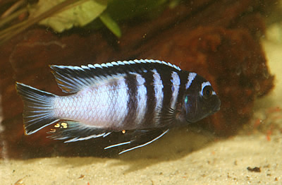 psoudotroheus