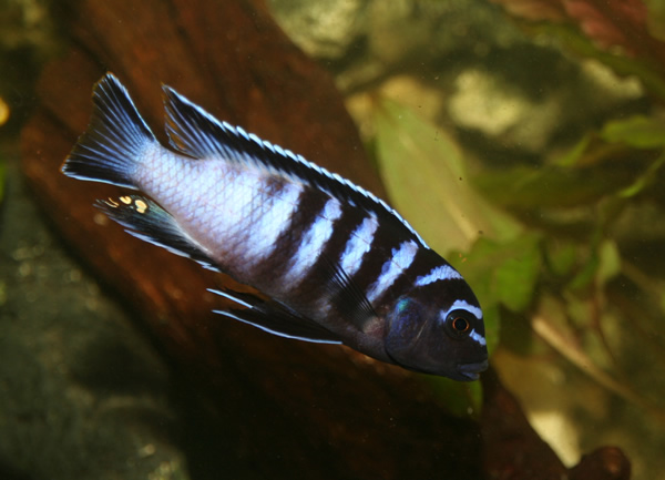 pseudotroheus