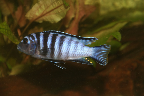 pseudotroheus
