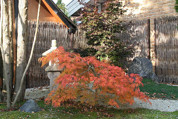 acer